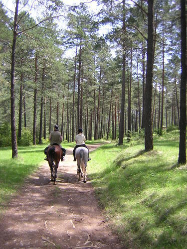 Dos genets pel bosc de pins