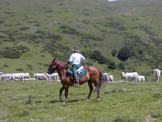 Ramader a cavall amb el ramat als prats de la Llosa